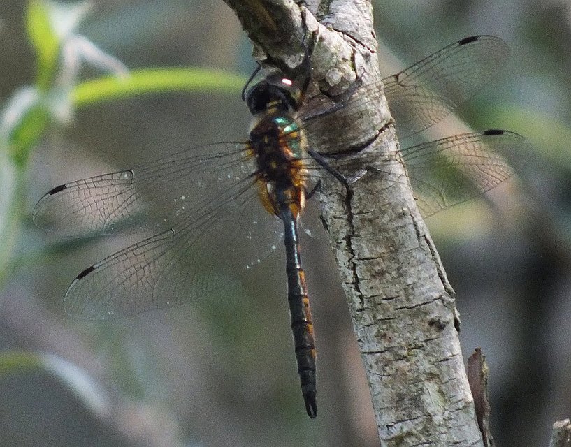 Somatochlora flavomaculata - sárgafoltos smaragdszitakötő