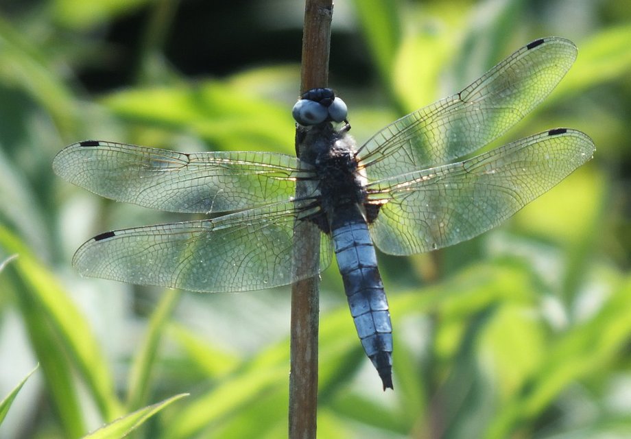 Libellula fulva - kisfoltos laposacsa