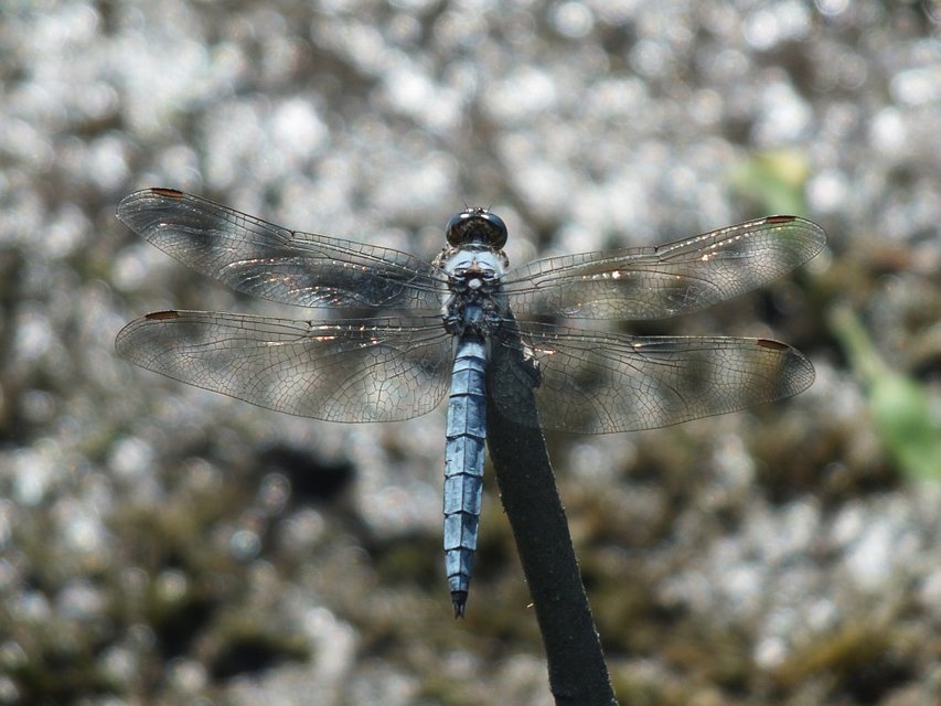 Orthetrum brunneum - pataki pásztorszitakötő