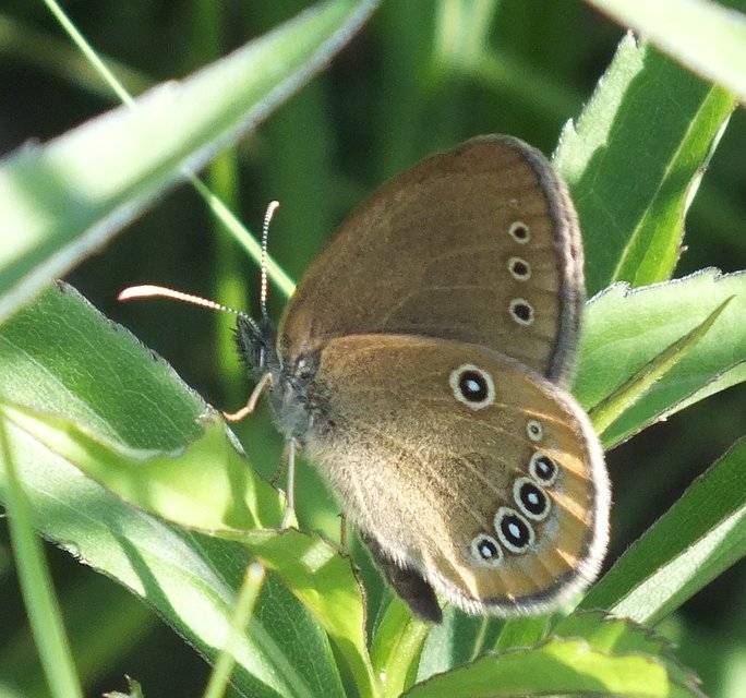 Coenonympha oedippus - ezüstsávos szénalepke