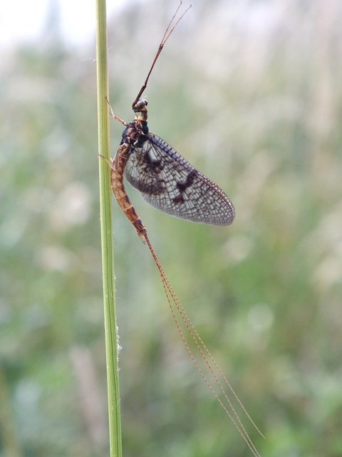 Ephemera vulgata - közönséges tarkakérész