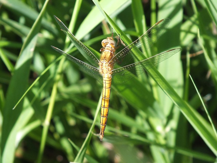 Orthetrum coerulescens - karcsú pásztorszitakötő