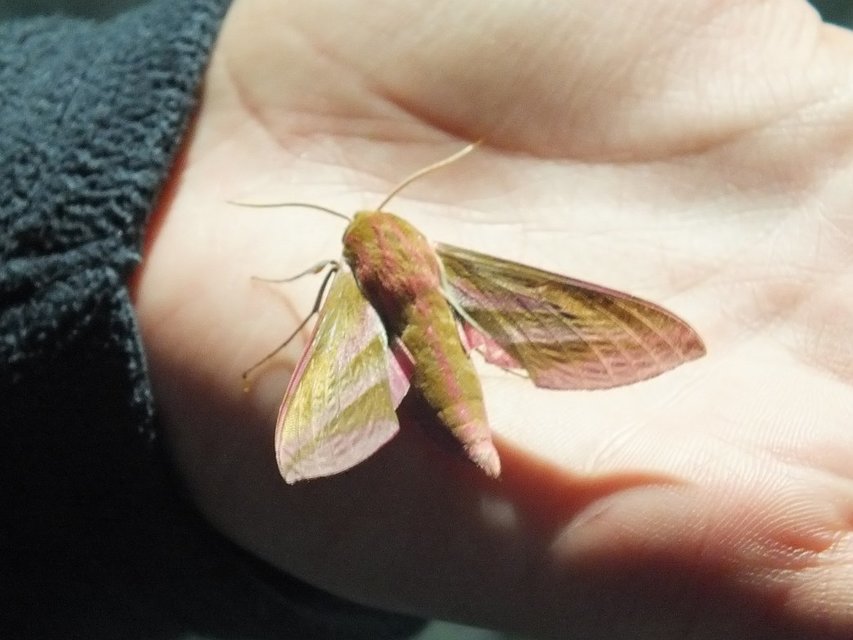Deilephila elpenor - szőlőszender