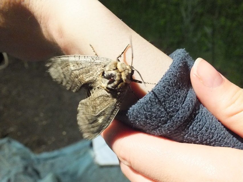 Cossus cossus - fűzfarontólepke