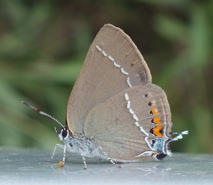Satyrium spini - kökény-csücsköslepke
