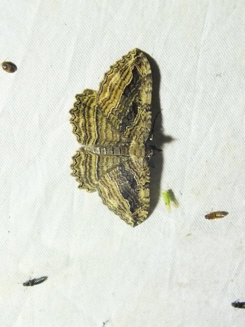 Philereme transversata - varjútövis-araszoló