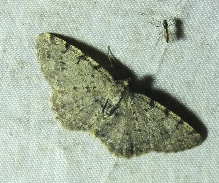 Aethalura punctulata - szürke égeraraszoló
