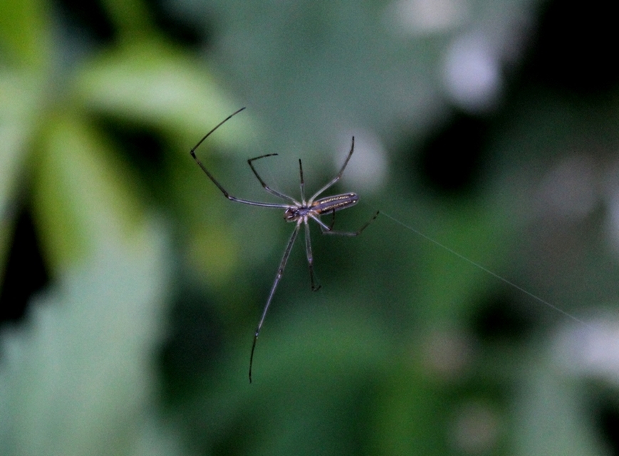 Tetragnatha