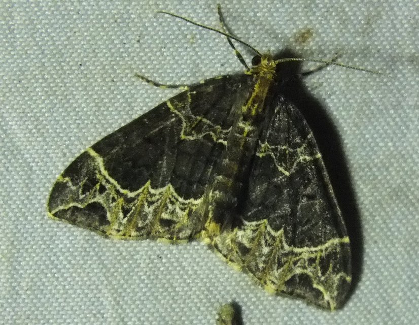 Ecliptopera silaceata - barna tarkaaraszoló