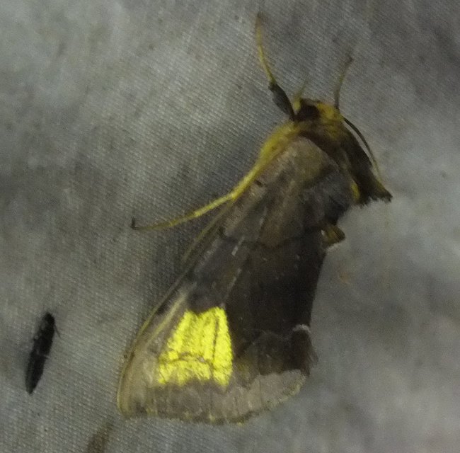 Diachrysia chryson - nagyfoltú aranybagoly