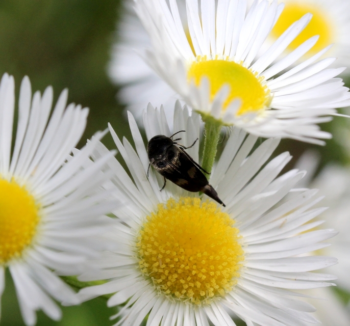 Variimorda villosa - szalagos maróka