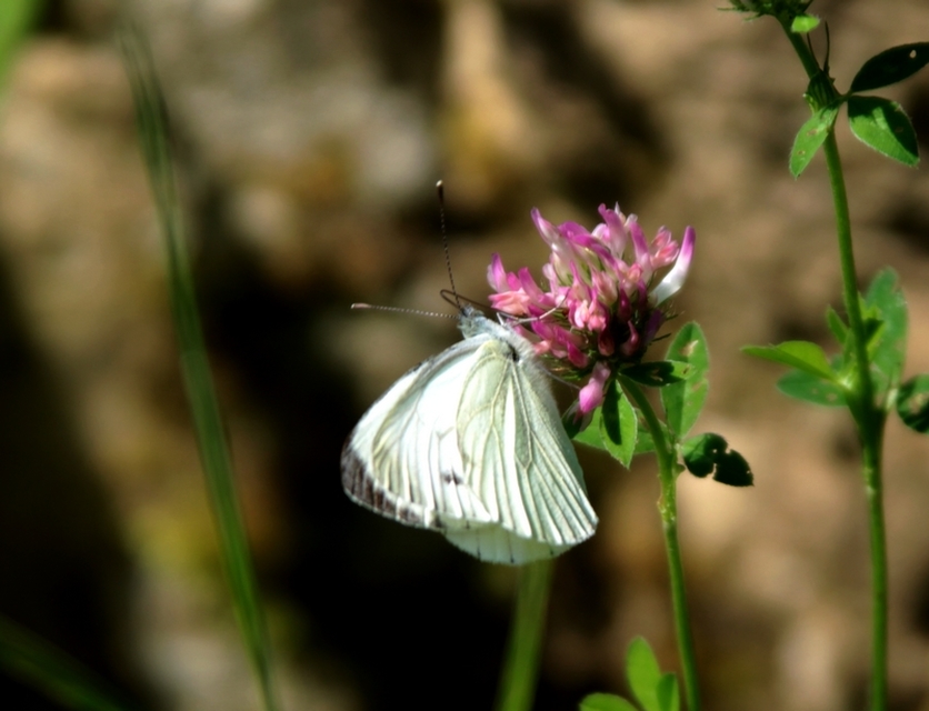 Pieris napi - repcelepke