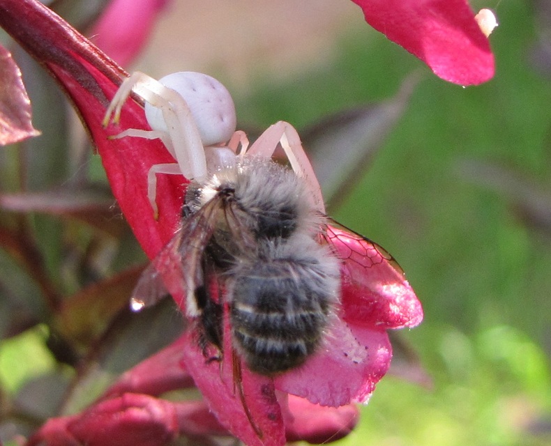 Misumena vatia - viráglakó karolópók