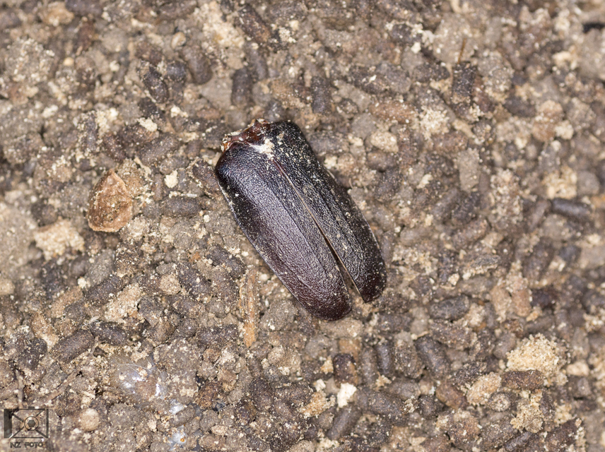 Prionus coriarius - csőszcincér