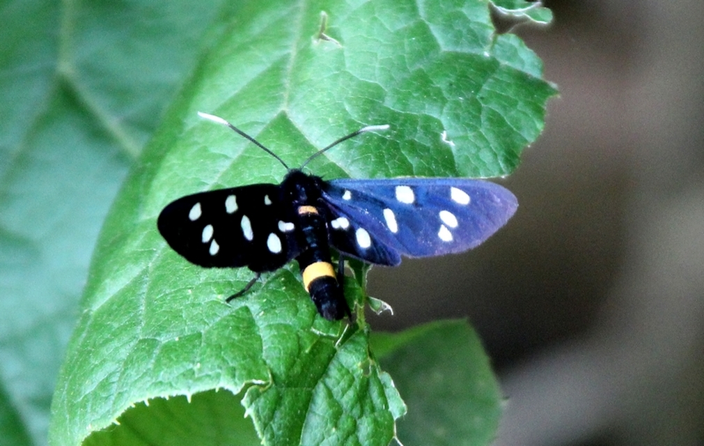 Amata phegea - fehérpettyes álcsüngőlepke