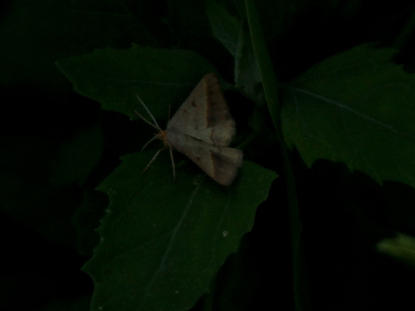 Tephrina arenacearia - lucerna-araszoló