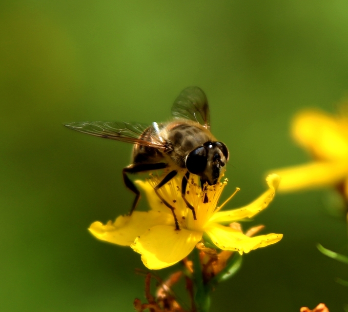 Eristalis tenax - közönséges herelégy