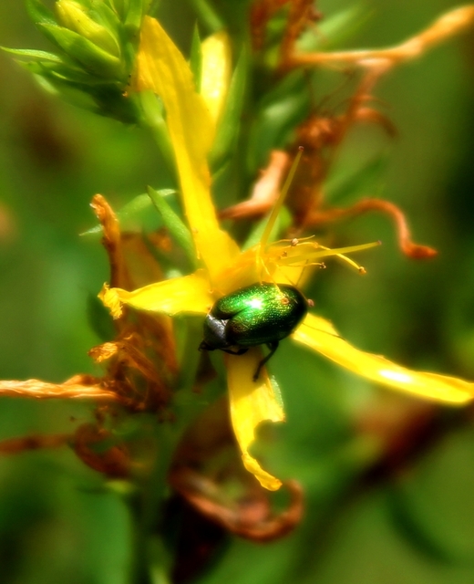 Cryptocephalus