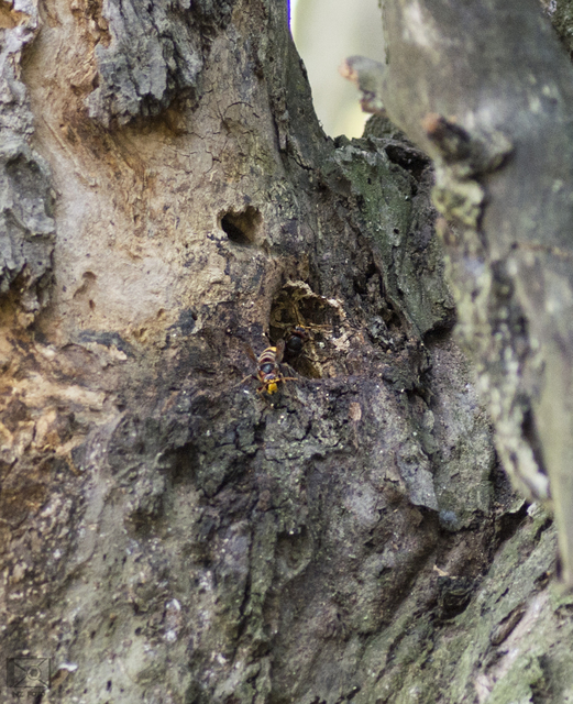 Vespa crabro - lódarázs