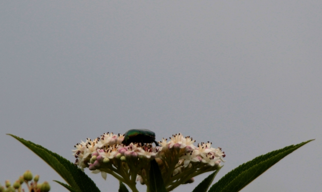 Cetonia aurata - aranyos virágbogár