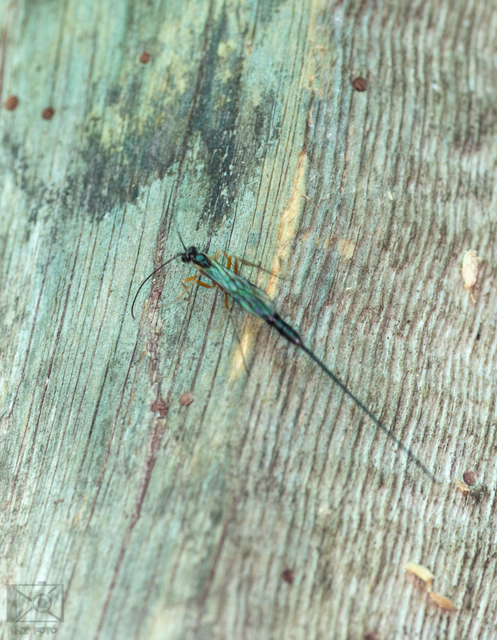 Dolichomitus