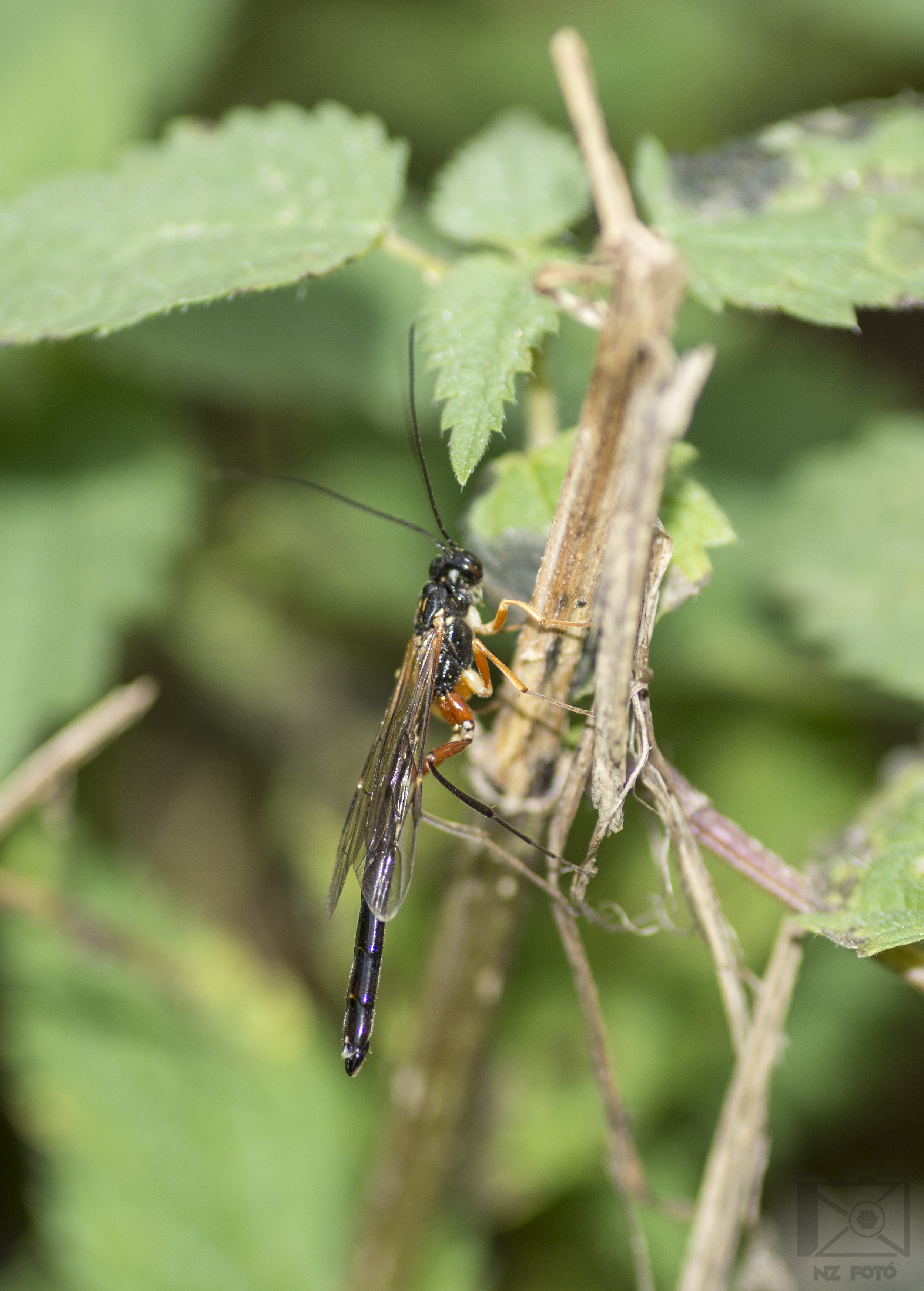 Rhyssella