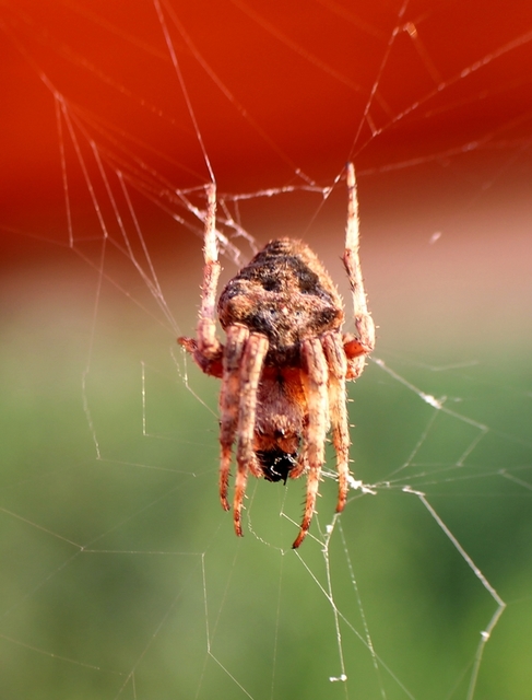 Araneus angulatus - vállas keresztespók
