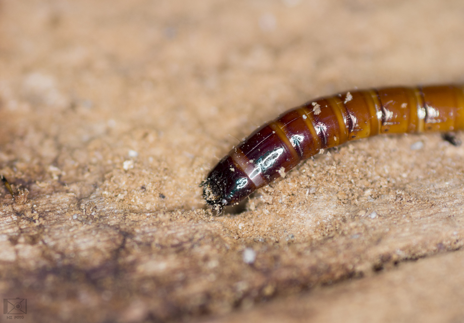 Melanotus