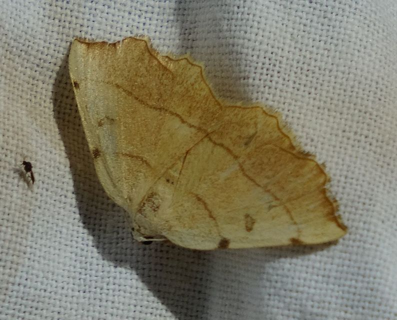 Eilicrinia trinotata - háromjegyű araszoló