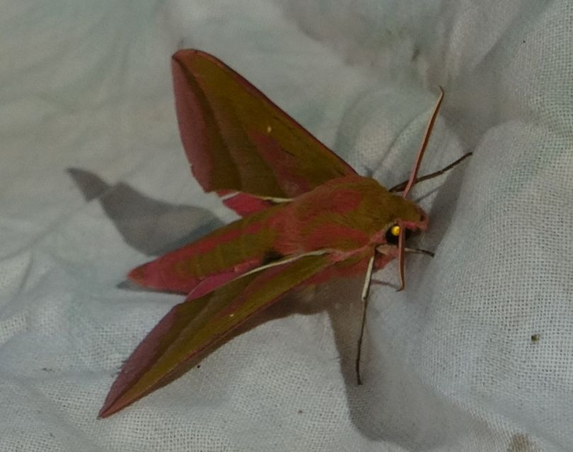 Deilephila elpenor - szőlőszender