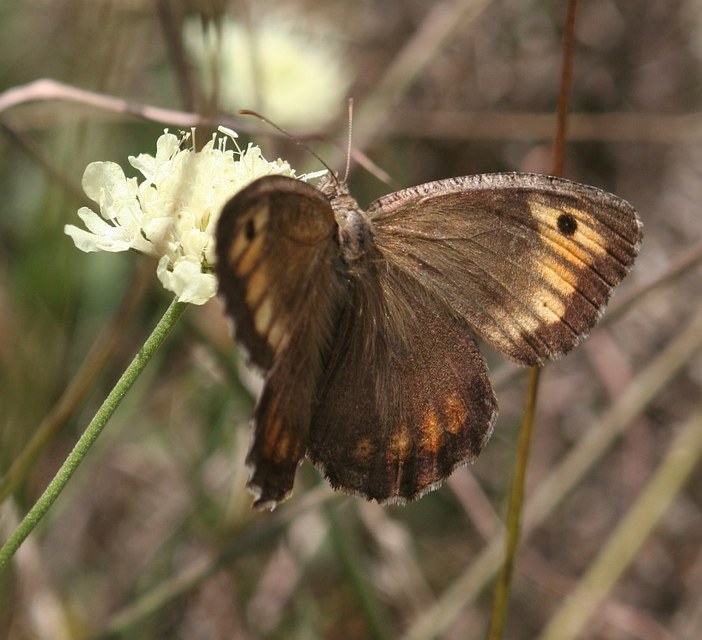 Arethusana arethusa - közönséges szemeslepke