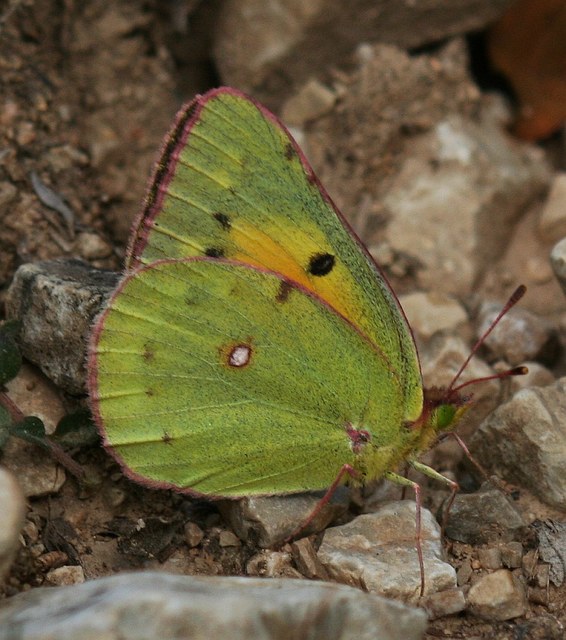Colias chrysotheme - dolomit-kéneslepke