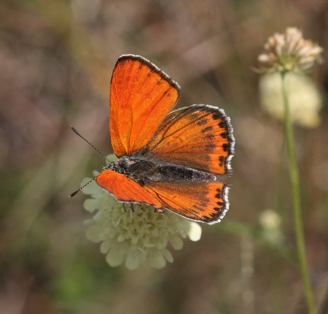 Lycaena thersamon - kis tűzlepke
