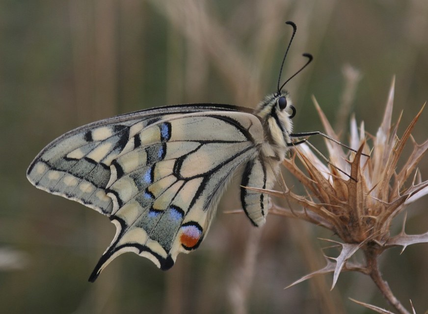 Papilio machaon - fecskefarkú lepke