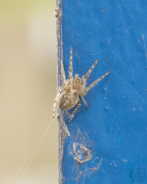 Larinioides ixobolus - ereszalji keresztespók