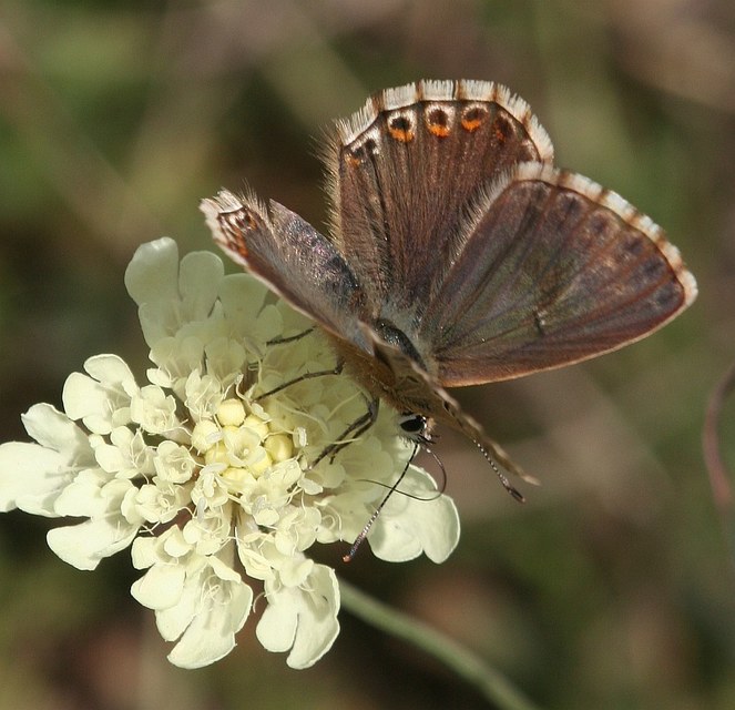 Polyommatus coridon - ezüstkék boglárka