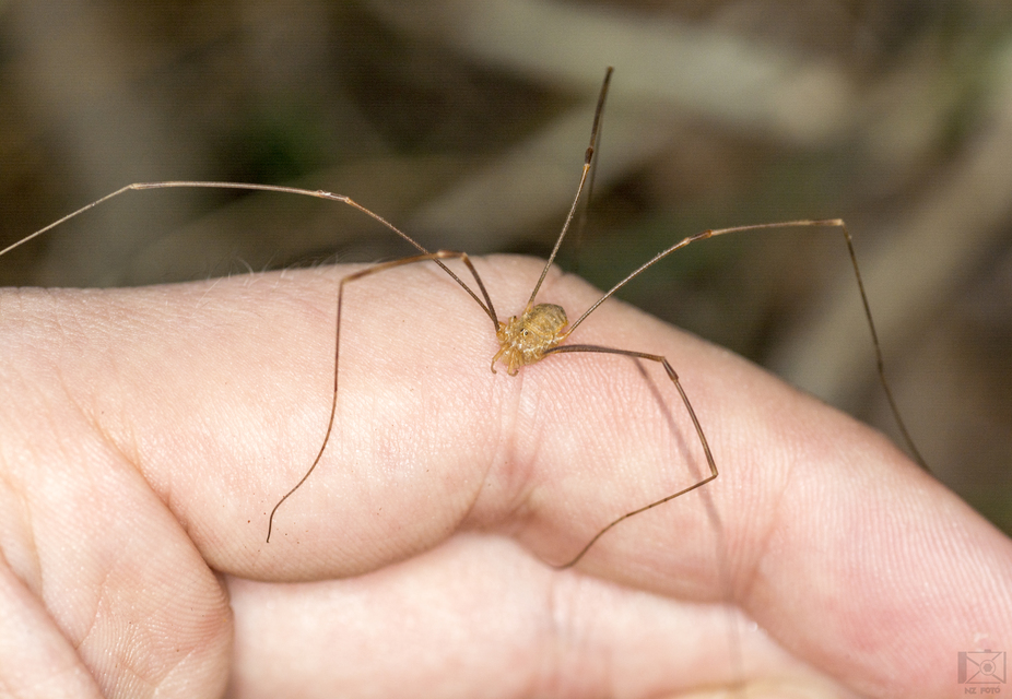 Opilio canestrinii