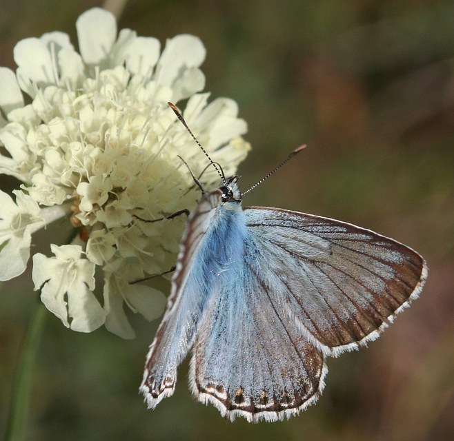Polyommatus coridon - ezüstkék boglárka