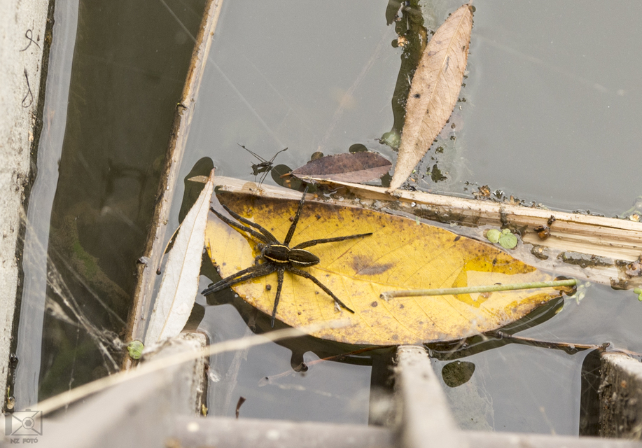 Dolomedes fimbriatus - szegélyes vidrapók