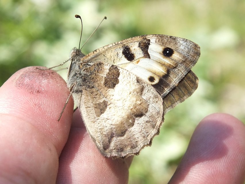 Chazara briseis - tarka szemeslepke
