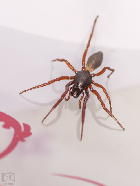 Dysdera