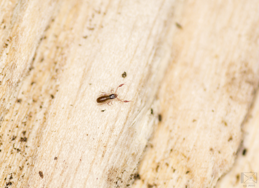 Chthoniidae
