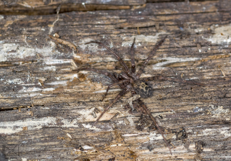 Tegenaria silvestris - erdei zugpók