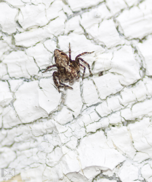 Oxyopes ramosus