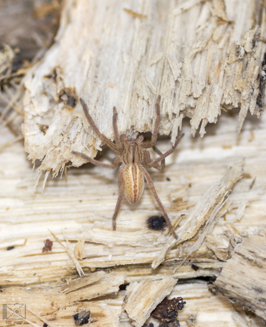 Micrommata virescens - hunyópók
