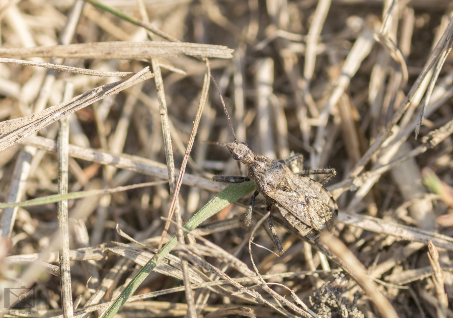 Coranus
