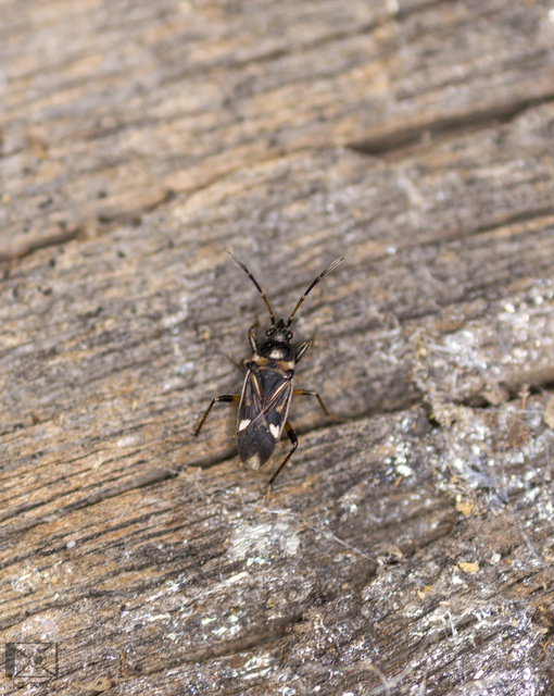 Raglius alboacuminatus - tarka díszesbodobács