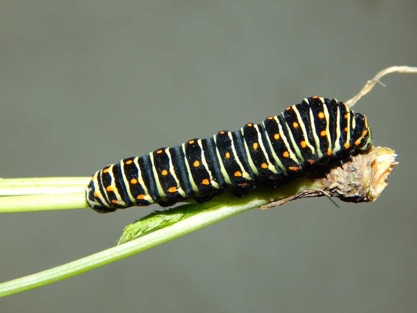 Papilio machaon - fecskefarkú lepke