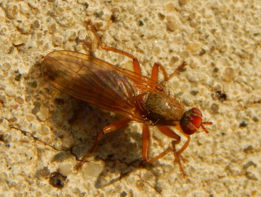 Scathophaga