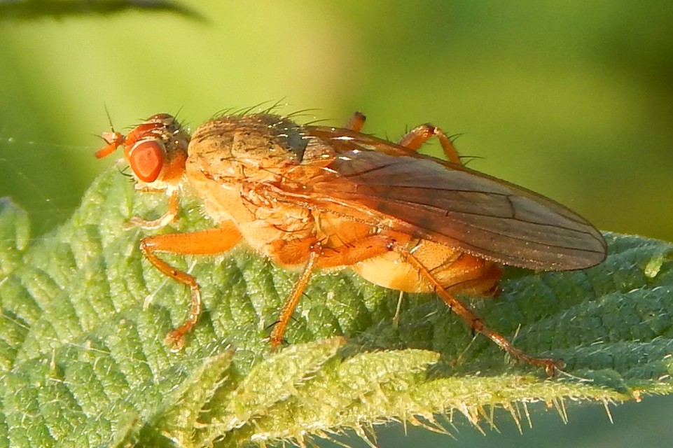 Scathophaga